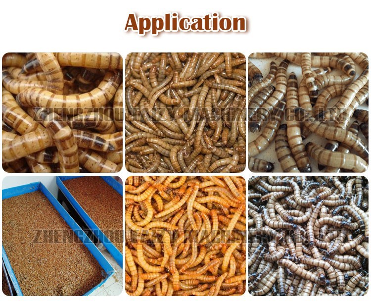 tenebrio molitor sorting machine applicaiotn tenebrio molitor sorting machine applicaiotn